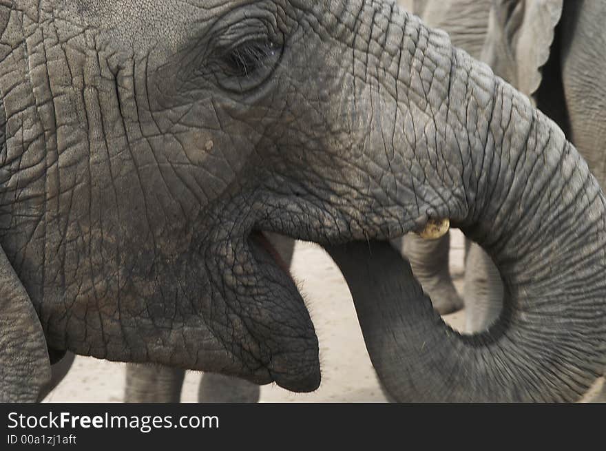 Africa Elephants (Loxodonta africana) at Tsitsikamma indigenous forest, South Africa