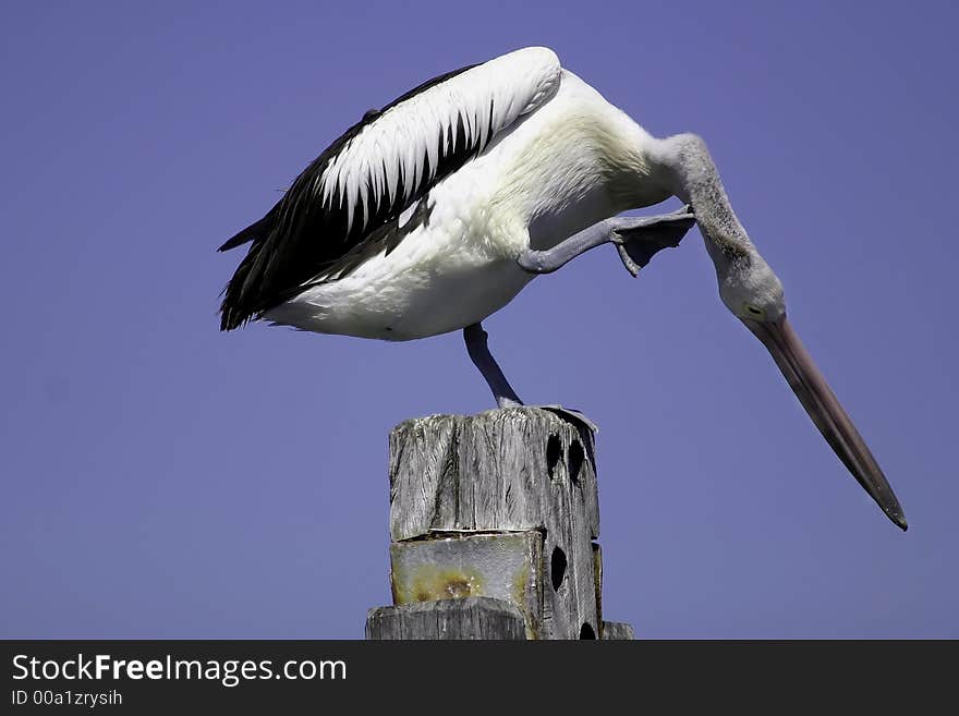 Pelican sat on a marine post sydney. Pelican sat on a marine post sydney