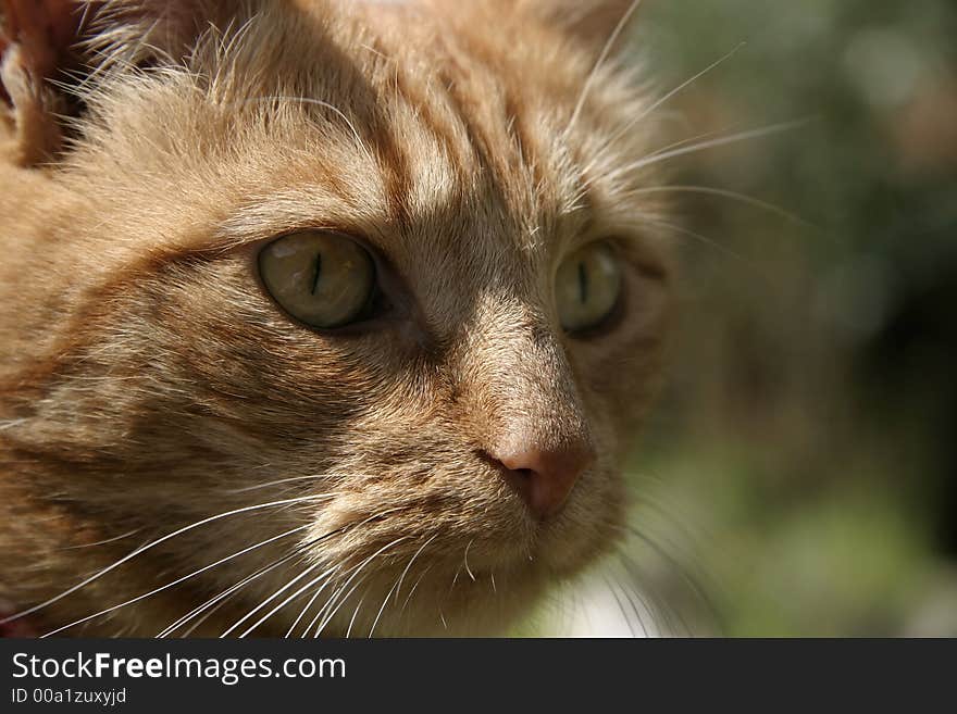 Close up of a ginger cat