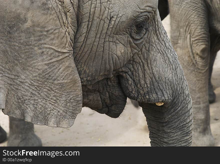 Africa Elephant (Loxodonta africana) in indigenous forest