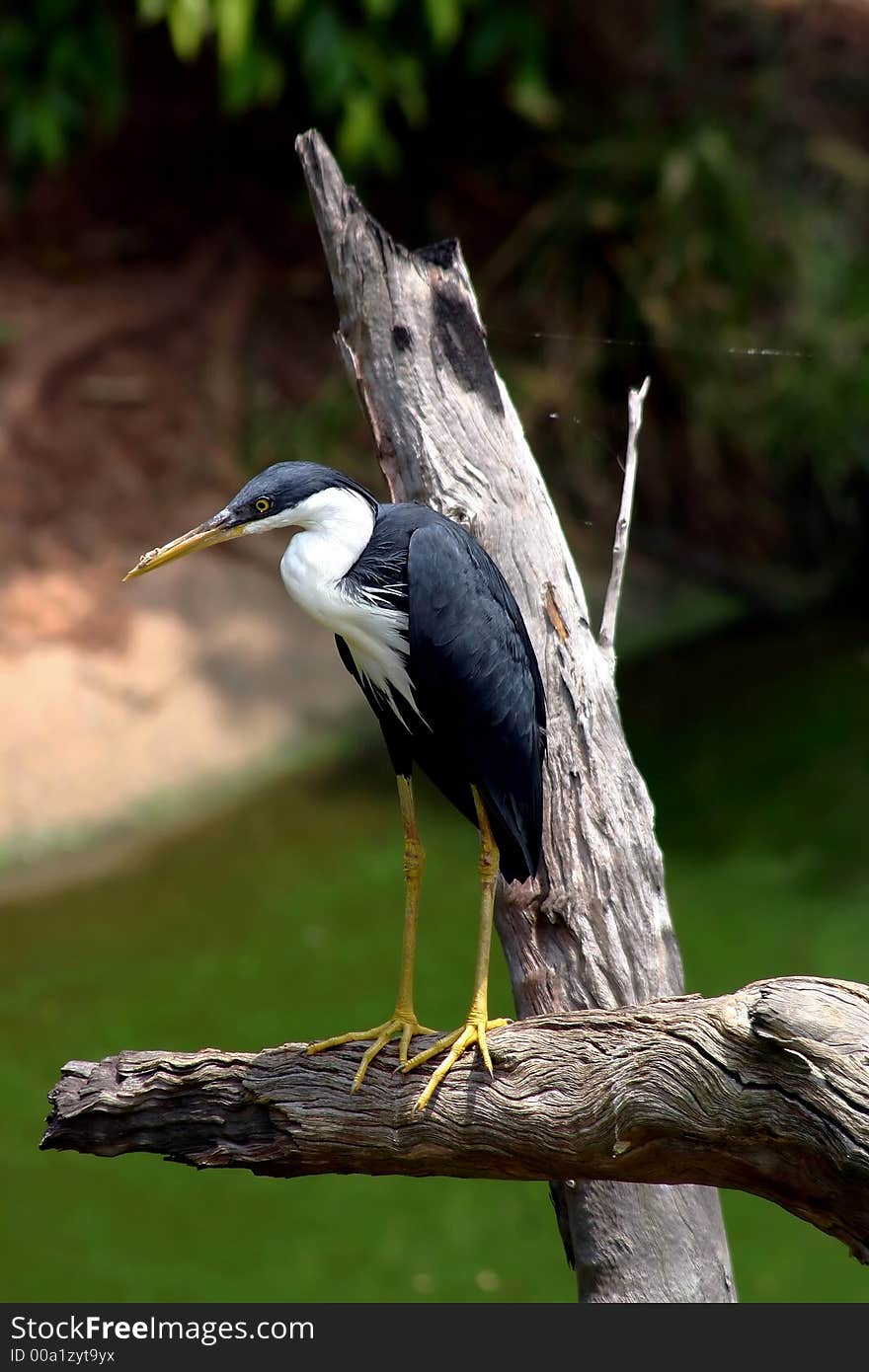 Pied Heron sat on a perch