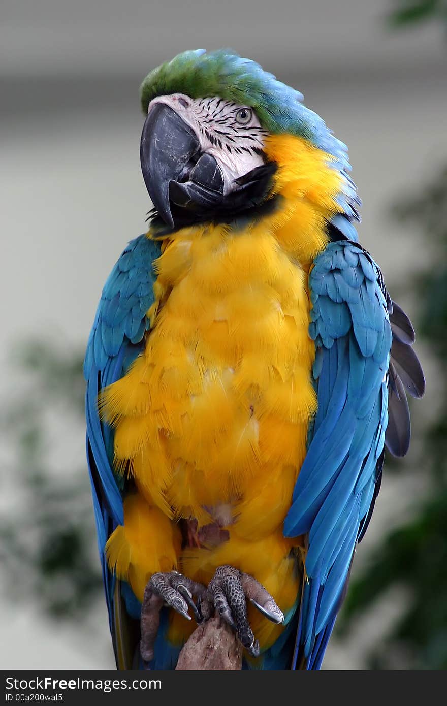 Closeup of a colorful macaw. Closeup of a colorful macaw