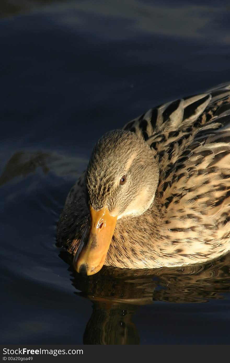Female Mallard duck on water