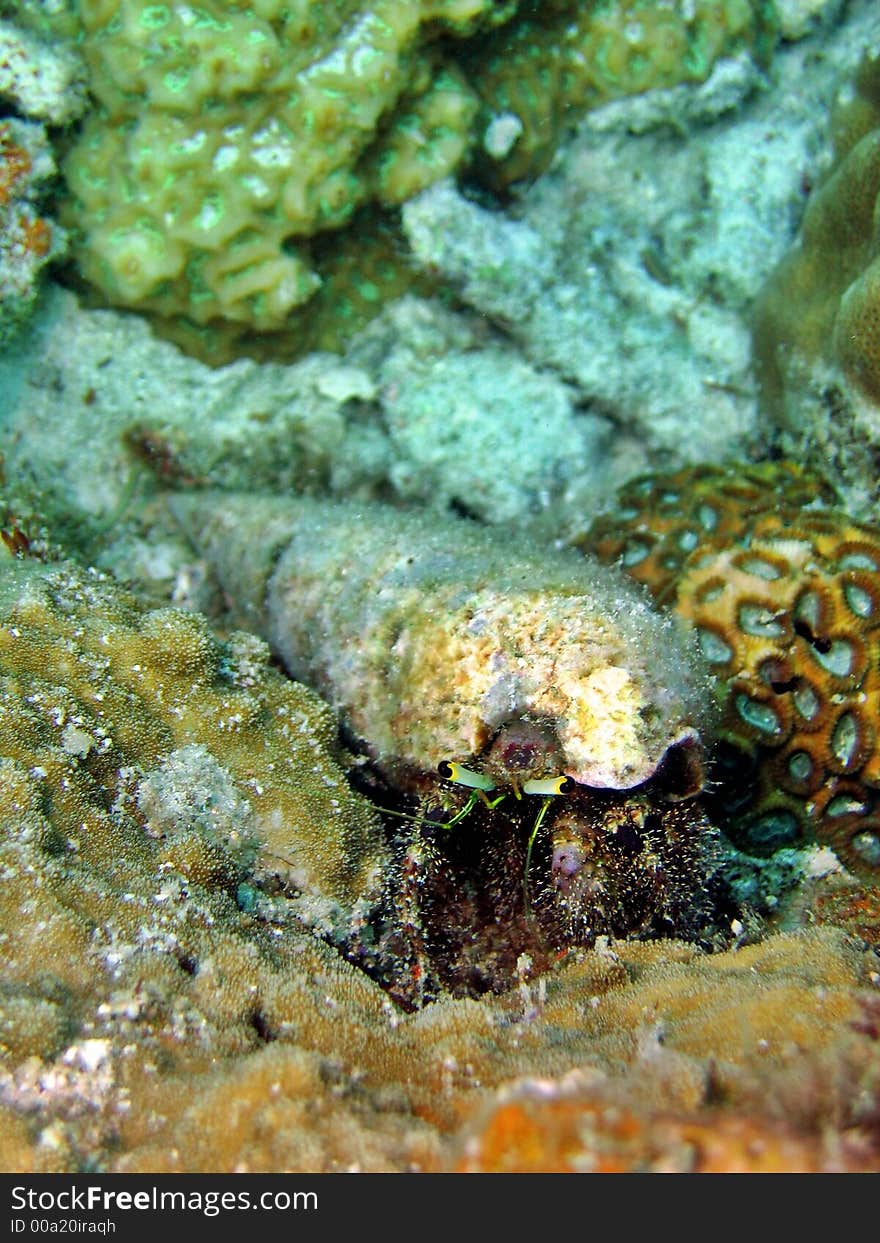 Crawling slowly on the sea bed looking for food. Crawling slowly on the sea bed looking for food