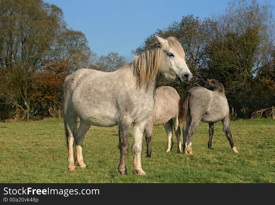 White and grey horse standing  in a field in Autumn with two other horses partly in view. White and grey horse standing  in a field in Autumn with two other horses partly in view.