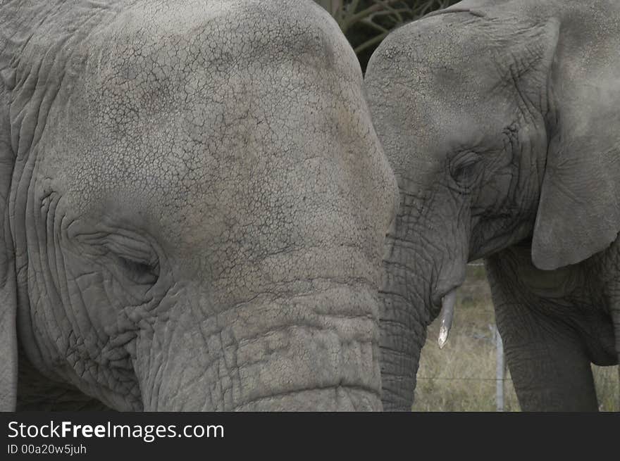 Knysna Elephants