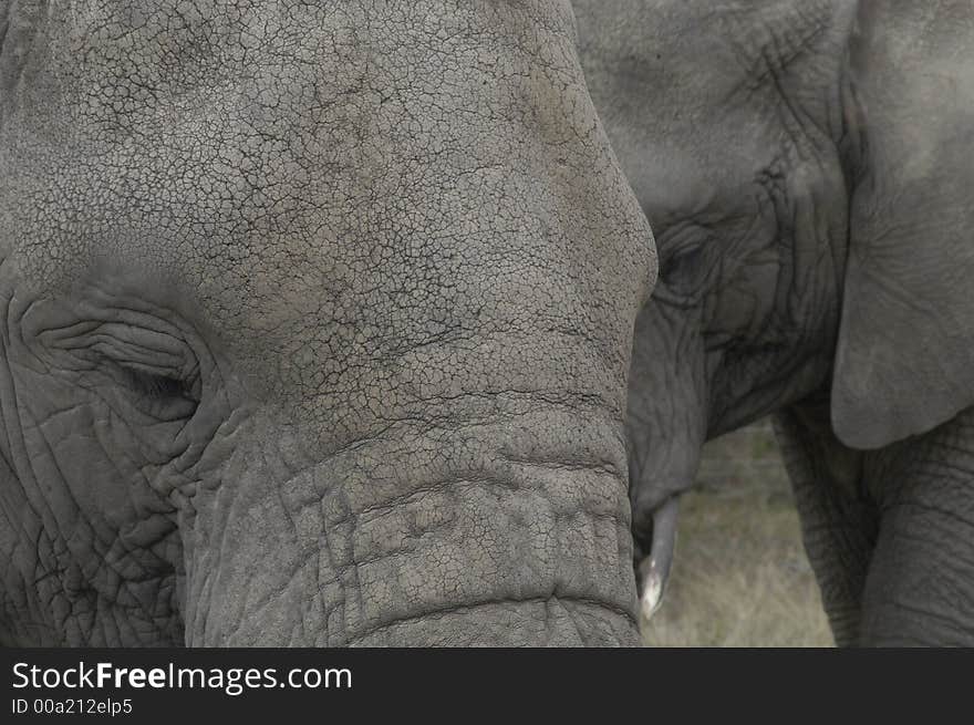 Knysna Elephants