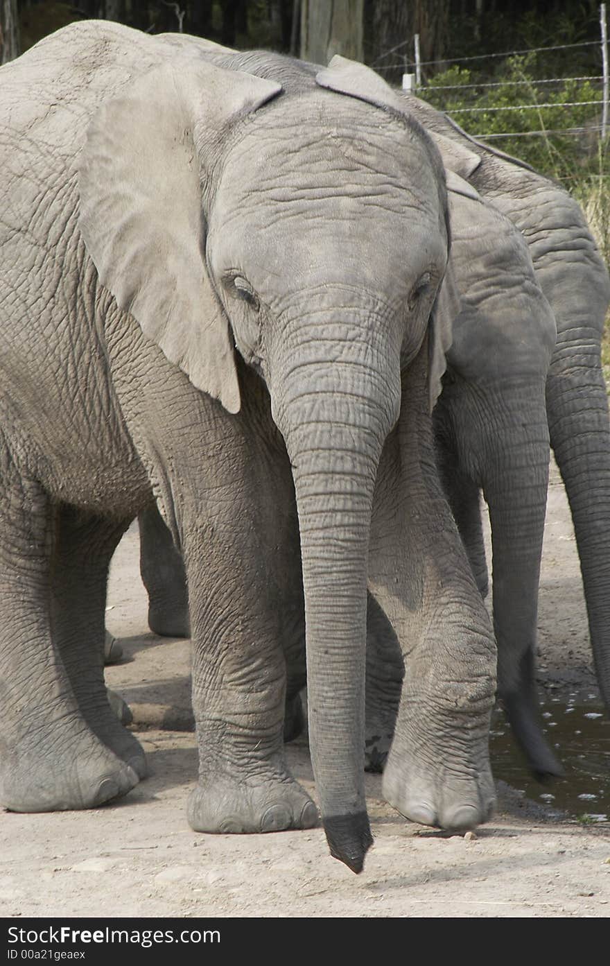 Africa Elephants (Loxodonta africana) in indigenous forest