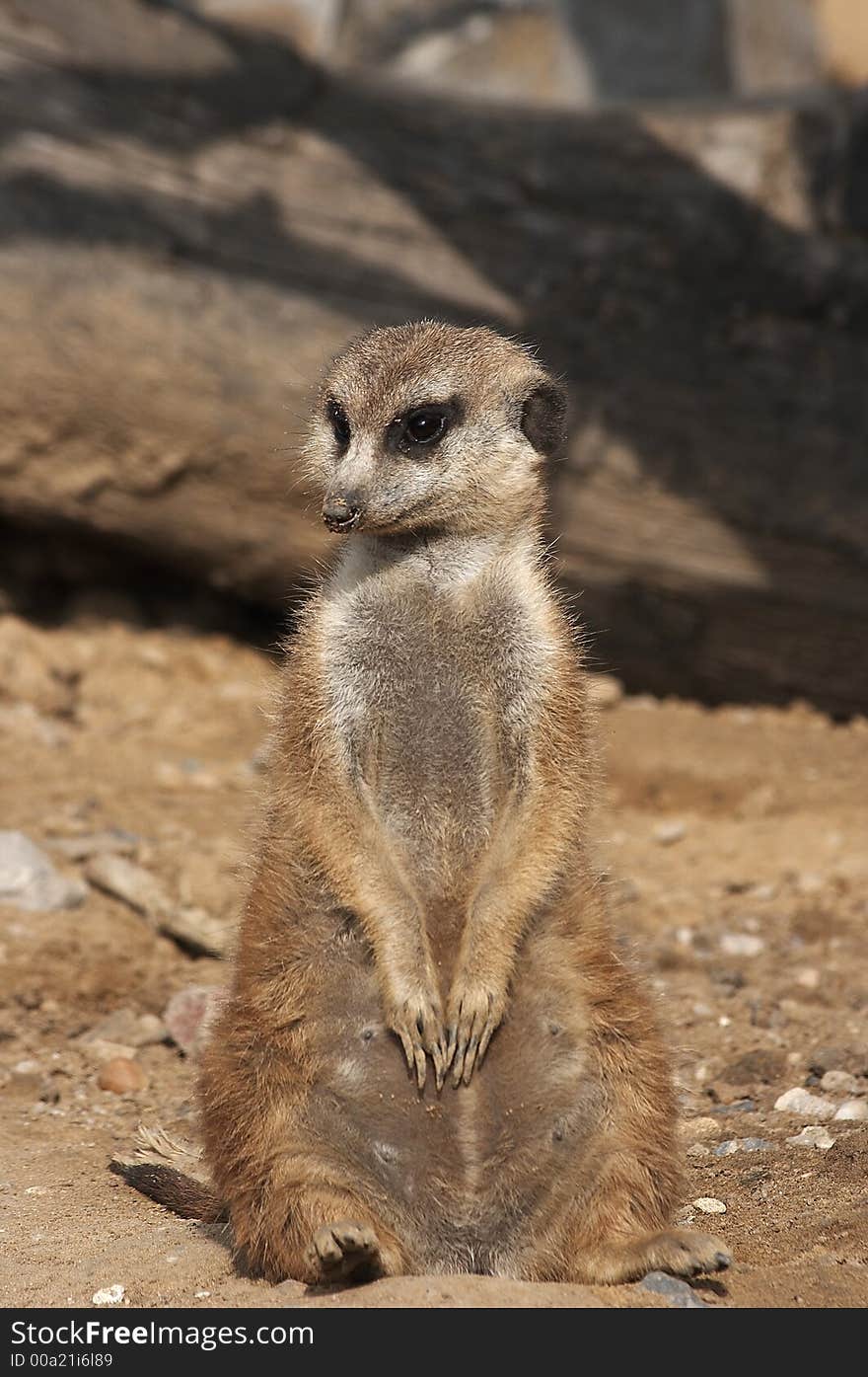 A nice meerkat is watching you