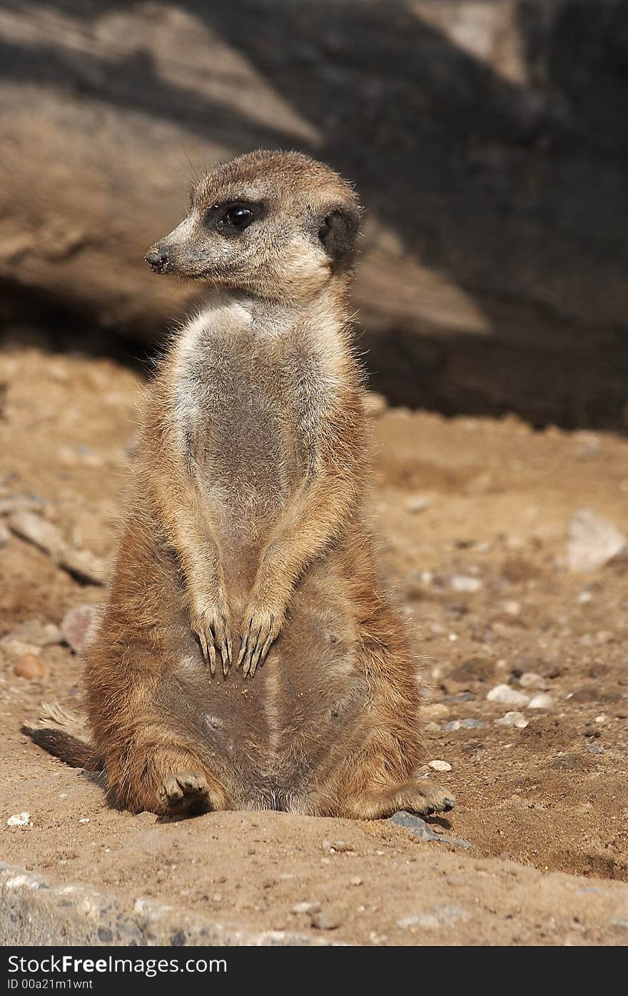 A nice meerkat is watching you