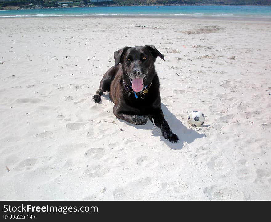 Dog on the beach, Hout Bay, Cape Town. Dog on the beach, Hout Bay, Cape Town