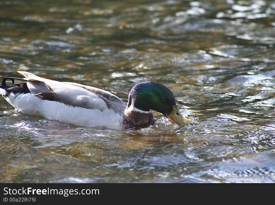 Duck swimming against the river's current taking a drink of water. Duck swimming against the river's current taking a drink of water