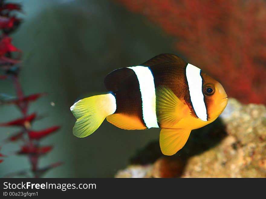 Salt water tropical fish in aquarium