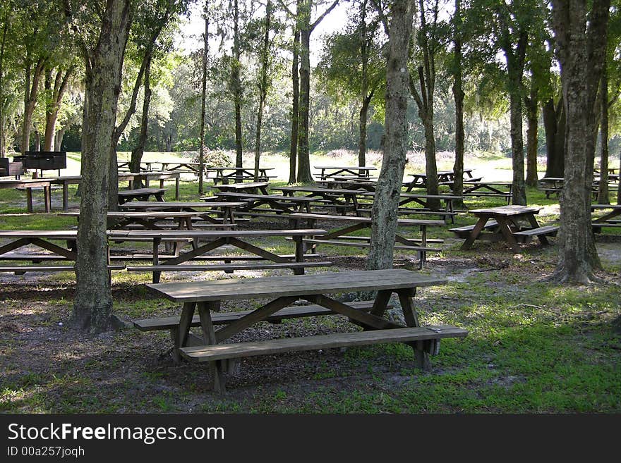 Many picnic tables under pine trees