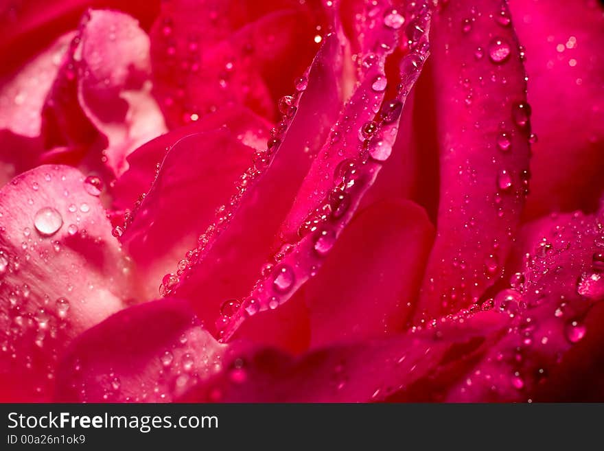 Wet rose with drops on. Wet rose with drops on