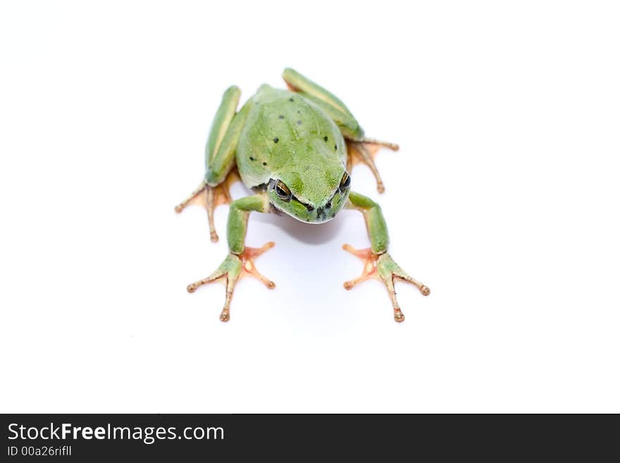 Green frog on a white background. Green frog on a white background