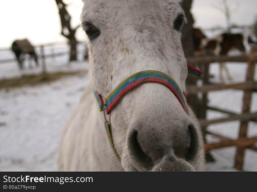 White horse on snow background. White horse on snow background