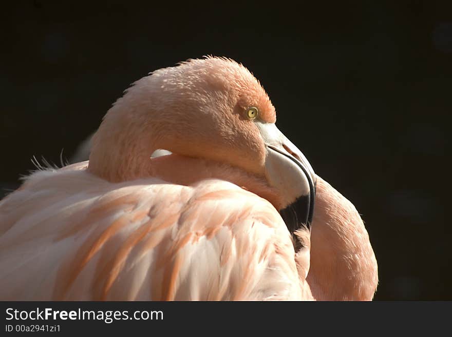 Backlit shot of a flamingo head.