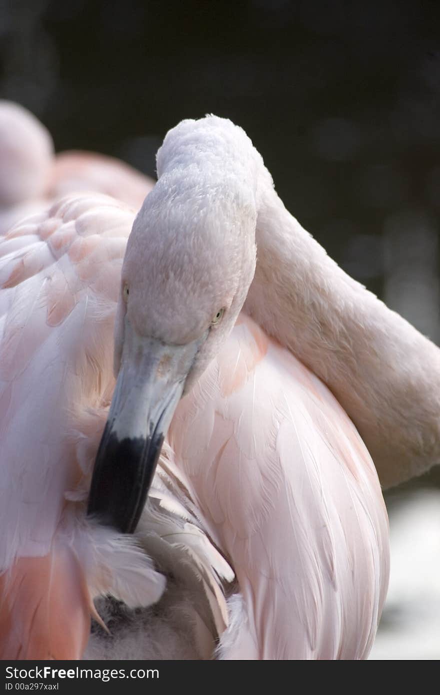 Flamingo Preening