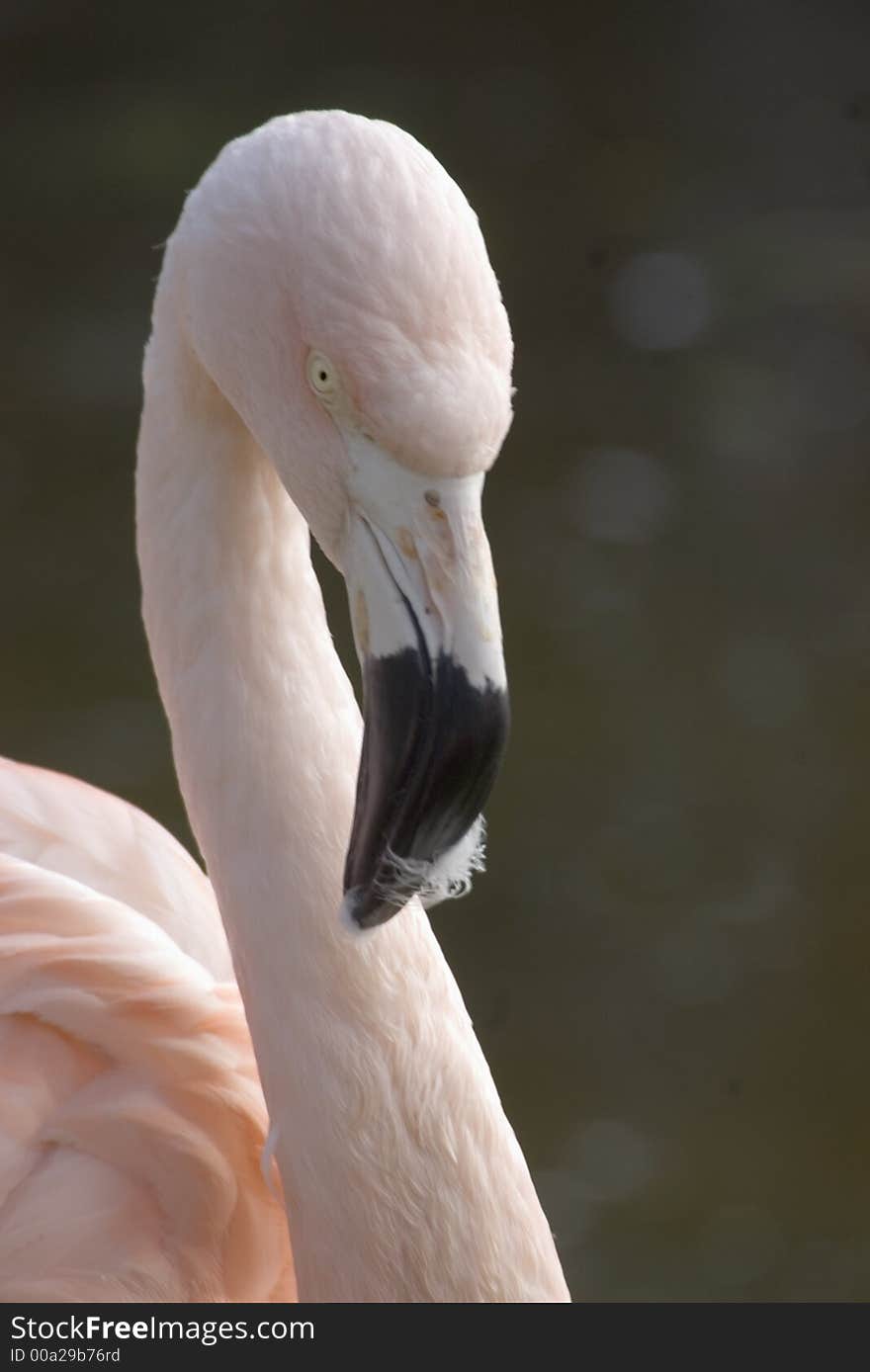 Flamingo Neck And Head