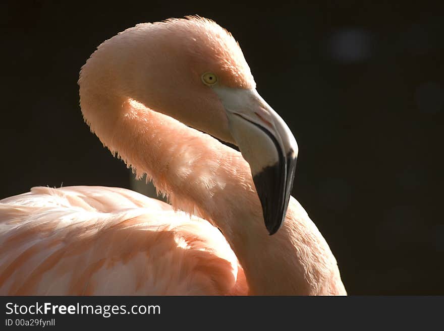 Backlit Flamingo