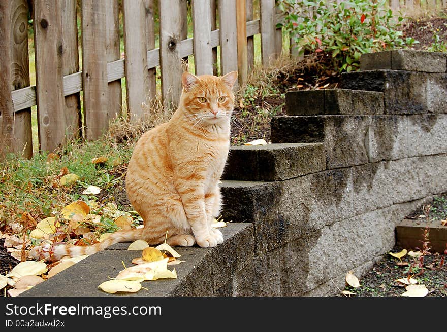 Orange tabby cat sitting in cement retaining wall outside. Orange tabby cat sitting in cement retaining wall outside