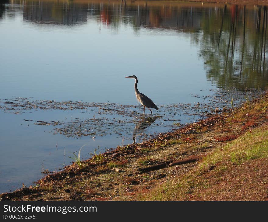 Here is a picture of a crane walking into the local pond. Here is a picture of a crane walking into the local pond