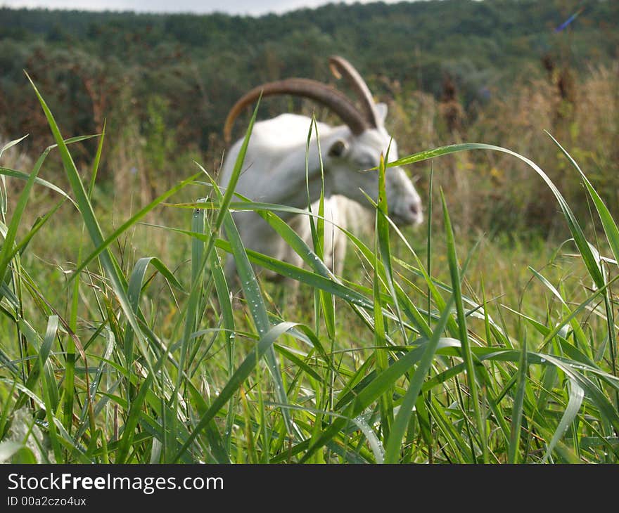 Grass with a goat on background