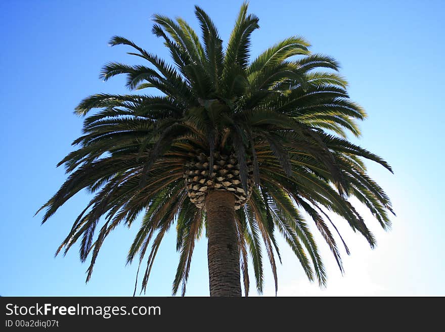 Palm tree on a bright blue sky