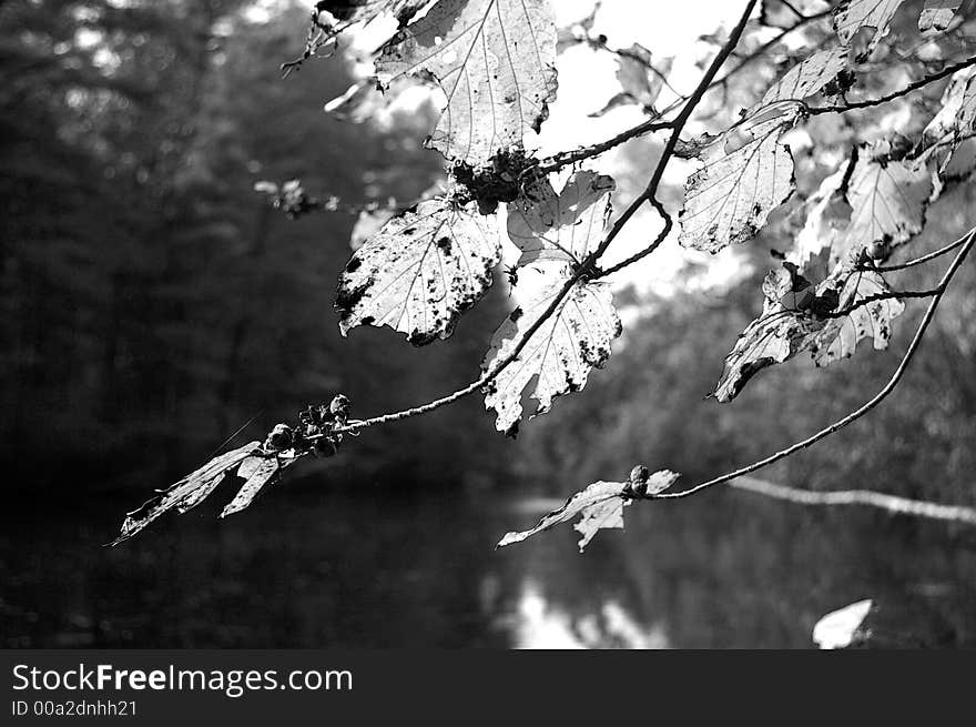 Fall leaves in a forest