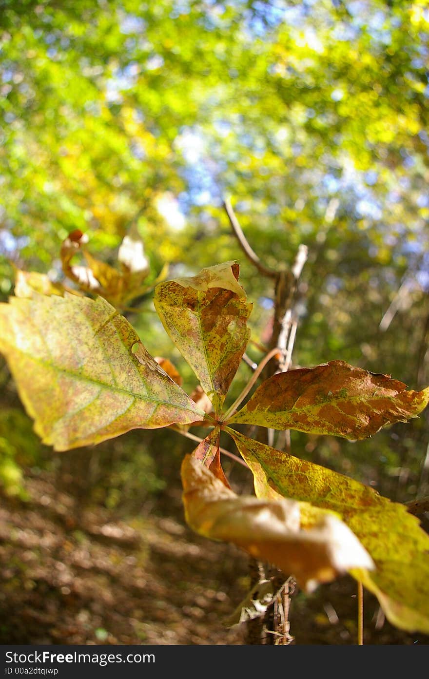 Fall leaves in a forest