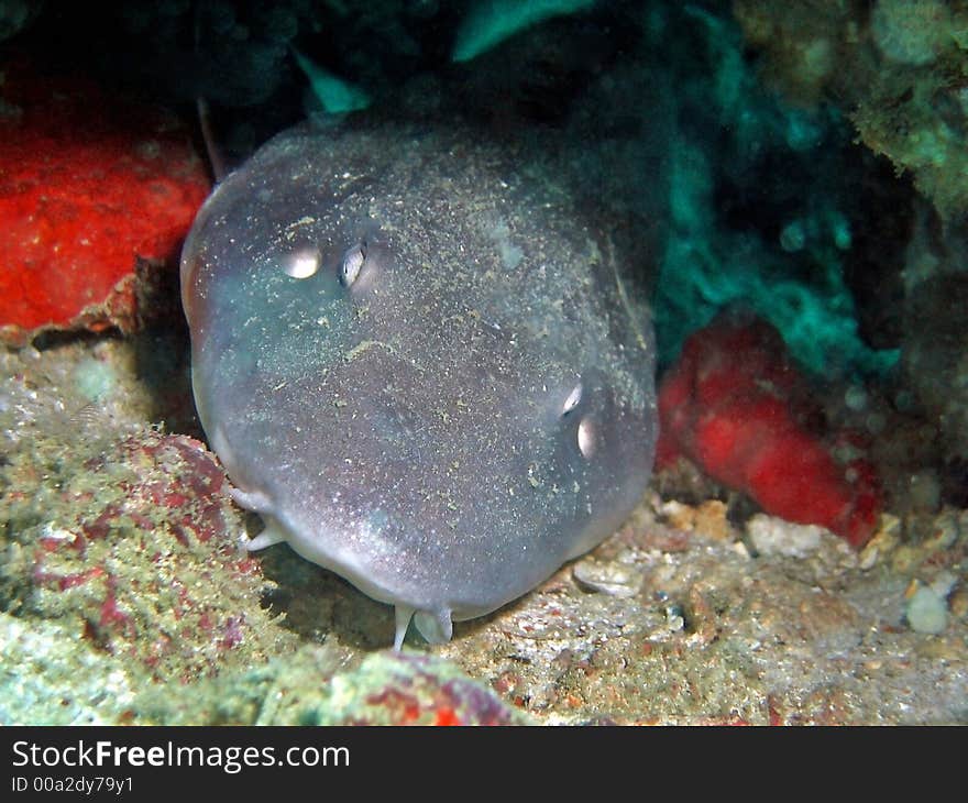 Brown-banded Bamboo Shark