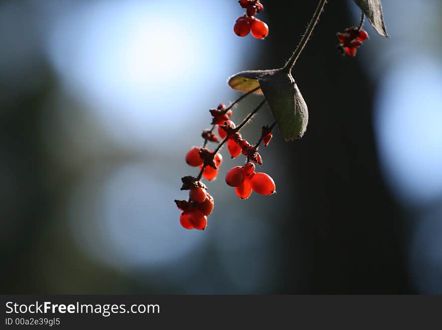 Red Berries