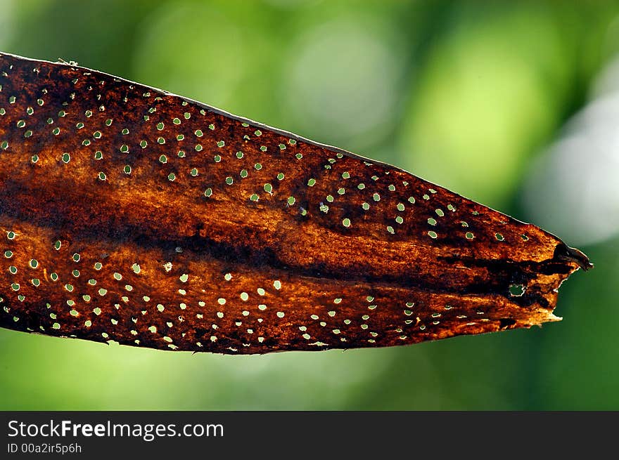 Leaf with hole