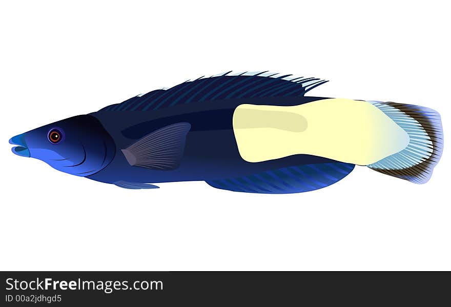 The vector drawing of a sea fish living among coral reeves. The vector drawing of a sea fish living among coral reeves.