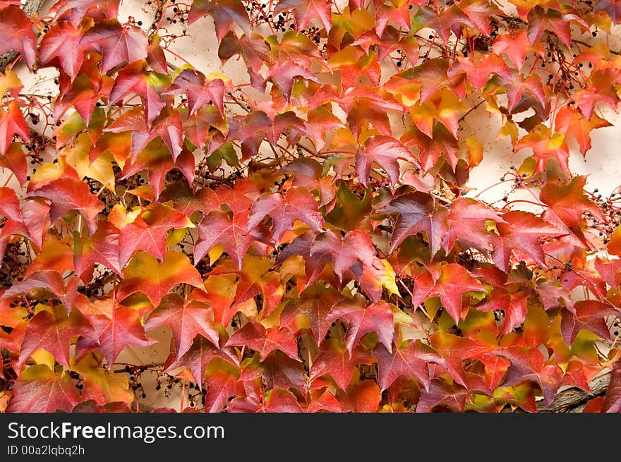 Lovely colors and berries too! Ivy vines on the side of an historic building in the castle grounds, Landshut, Germany. Lovely colors and berries too! Ivy vines on the side of an historic building in the castle grounds, Landshut, Germany.