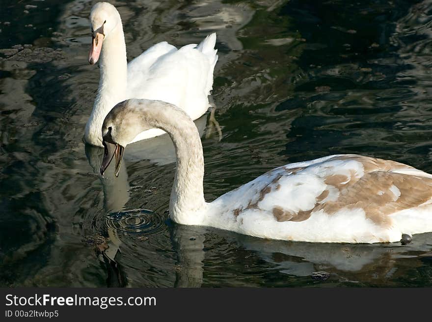 Swans