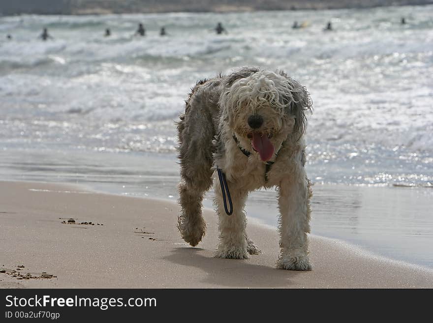 Sheepdog dog walking in the coastline