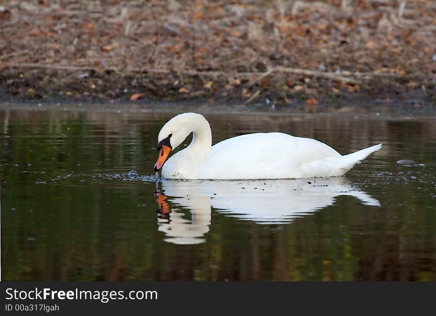 Swan Collecting Food