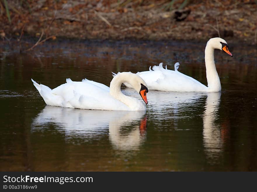 Two swans