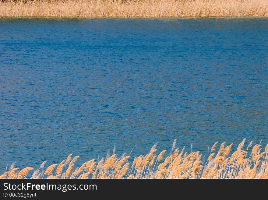 Wheat in a lake shore. Wheat in a lake shore