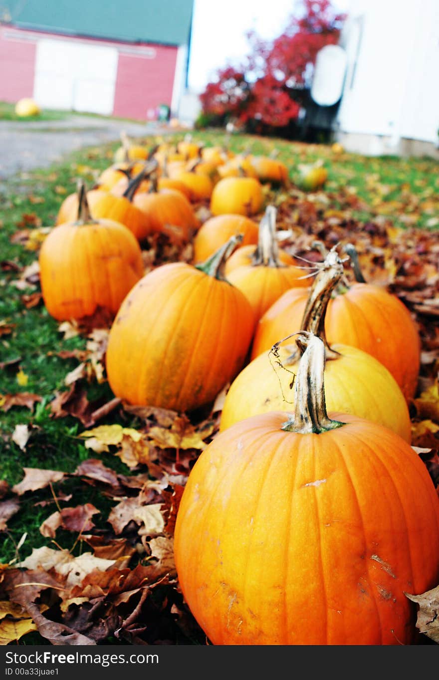 Bright orange pumpkins on the grass