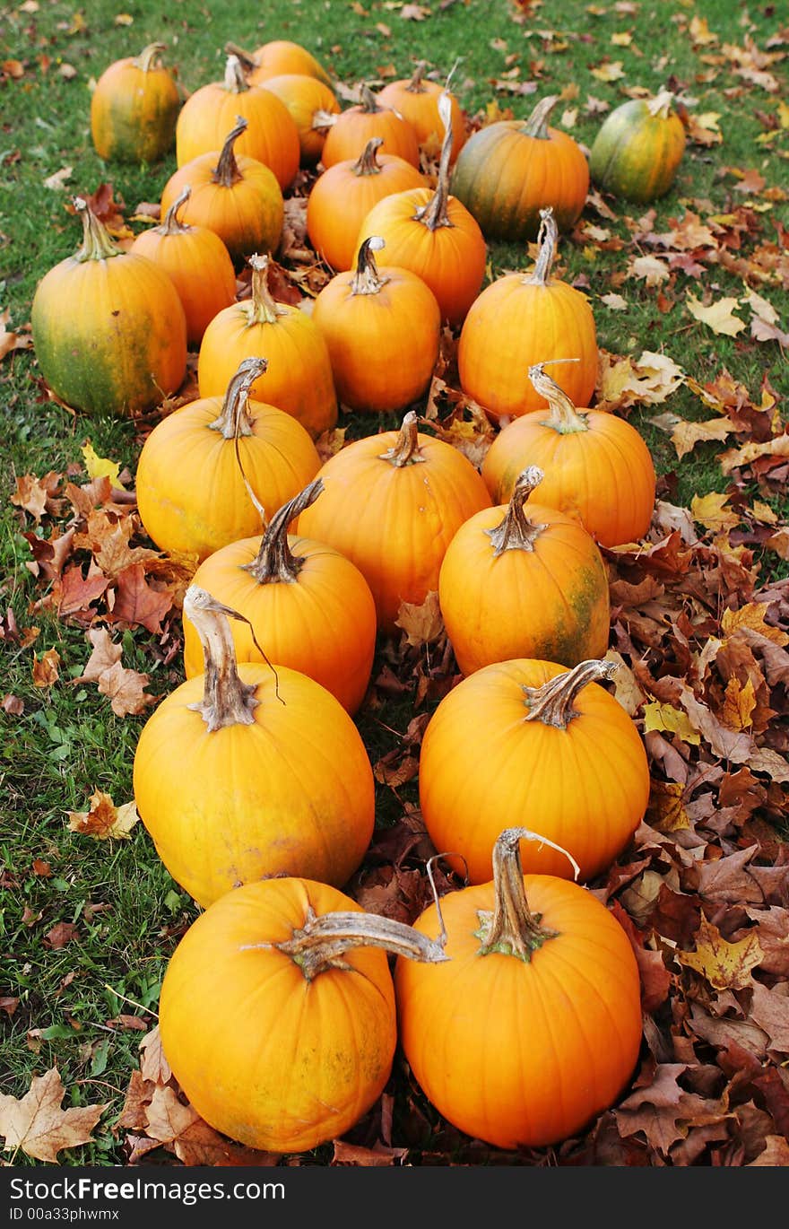 Pile of bright orange pumpkins in a field. Pile of bright orange pumpkins in a field