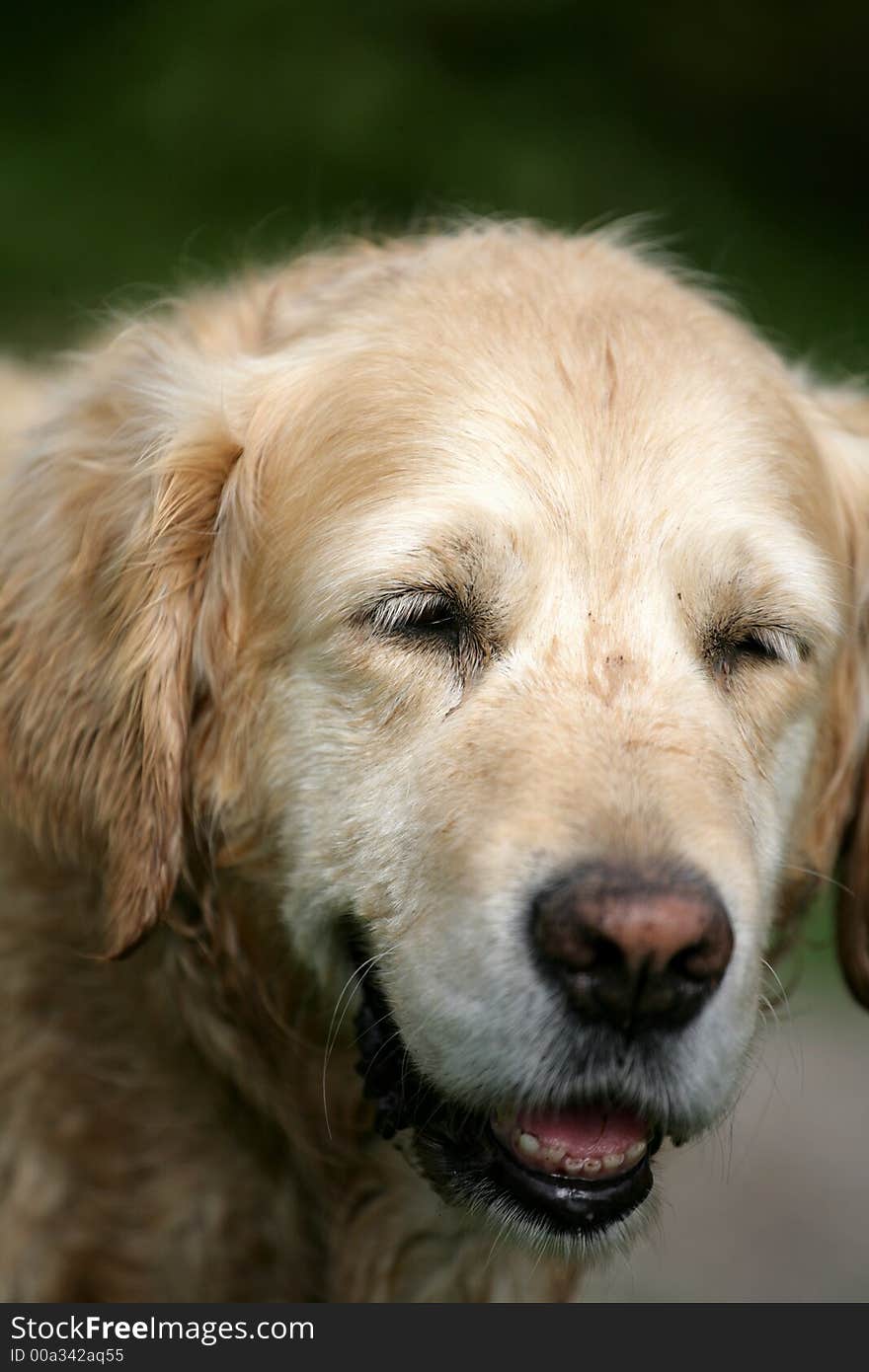 Dog in the nature (golden retriever) on a path