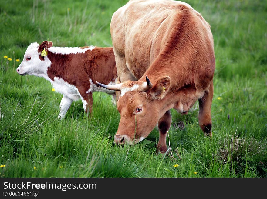 Danish cows