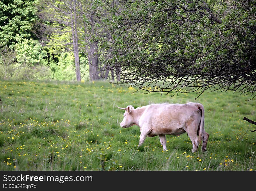 Danish cows