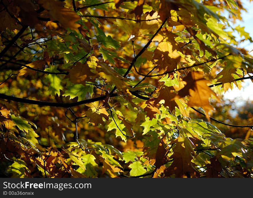 Autumn/fall foliage in sunlight. Autumn/fall foliage in sunlight.