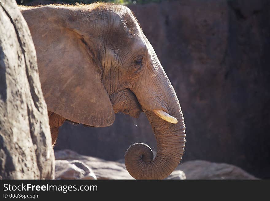 Elephant head coming from behind a rock