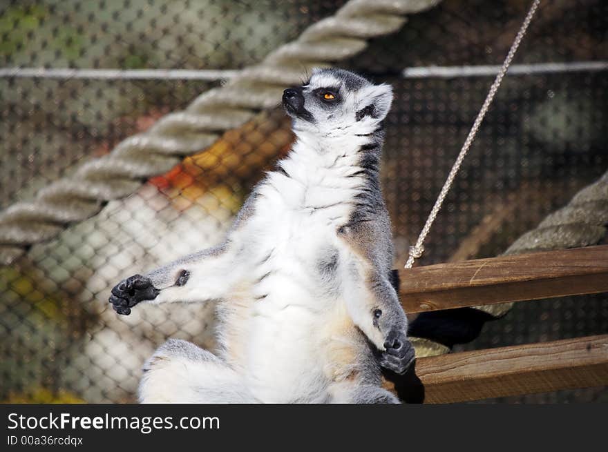 Lemur Relaxing