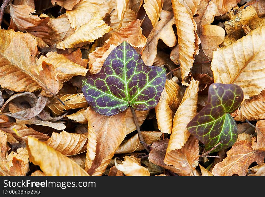 Autumn ivy